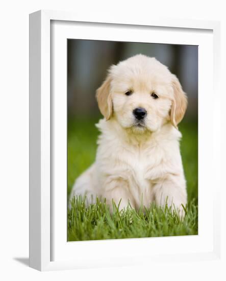 Golden Retriever Puppy-Jim Craigmyle-Framed Photographic Print