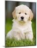 Golden Retriever Puppy-Jim Craigmyle-Mounted Photographic Print