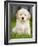 Golden Retriever Puppy-Jim Craigmyle-Framed Photographic Print