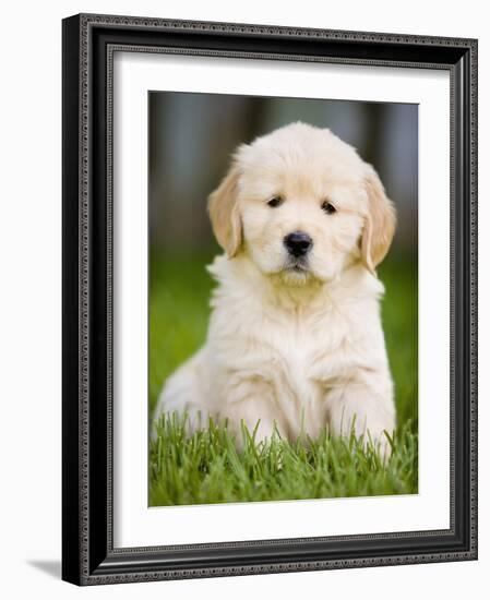 Golden Retriever Puppy-Jim Craigmyle-Framed Photographic Print