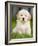 Golden Retriever Puppy-Jim Craigmyle-Framed Photographic Print