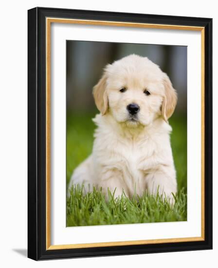 Golden Retriever Puppy-Jim Craigmyle-Framed Photographic Print