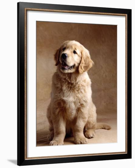 Golden Retriever Puppy-Don Mason-Framed Photographic Print