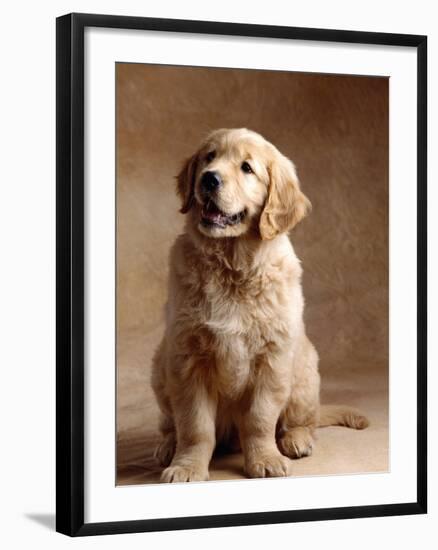 Golden Retriever Puppy-Don Mason-Framed Photographic Print