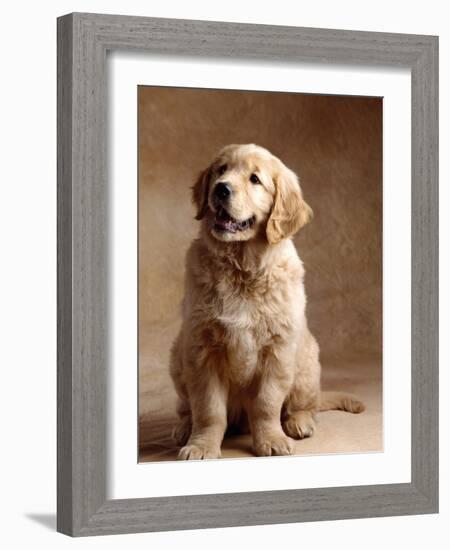 Golden Retriever Puppy-Don Mason-Framed Photographic Print