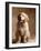 Golden Retriever Puppy-Don Mason-Framed Photographic Print