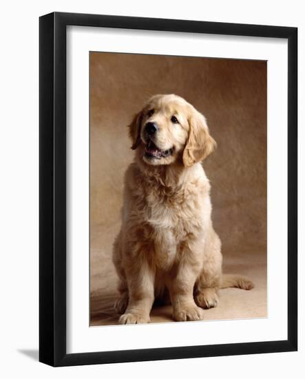 Golden Retriever Puppy-Don Mason-Framed Photographic Print
