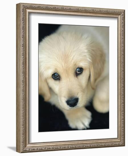 Golden Retriever Puppy-Bill Varie-Framed Photographic Print