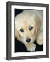 Golden Retriever Puppy-Bill Varie-Framed Photographic Print