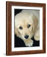 Golden Retriever Puppy-Bill Varie-Framed Photographic Print