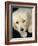 Golden Retriever Puppy-Bill Varie-Framed Photographic Print