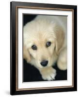 Golden Retriever Puppy-Bill Varie-Framed Photographic Print