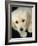 Golden Retriever Puppy-Bill Varie-Framed Photographic Print