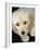 Golden Retriever Puppy-Bill Varie-Framed Photographic Print