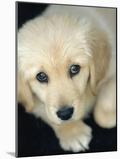 Golden Retriever Puppy-Bill Varie-Mounted Photographic Print