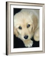 Golden Retriever Puppy-Bill Varie-Framed Photographic Print