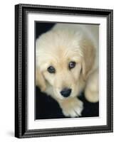 Golden Retriever Puppy-Bill Varie-Framed Photographic Print
