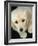 Golden Retriever Puppy-Bill Varie-Framed Photographic Print