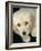 Golden Retriever Puppy-Bill Varie-Framed Photographic Print