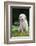 Golden Retriever Puppy-Lynn M^ Stone-Framed Photographic Print