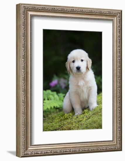 Golden Retriever Puppy-Lynn M^ Stone-Framed Photographic Print