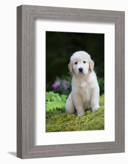 Golden Retriever Puppy-Lynn M^ Stone-Framed Photographic Print