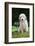 Golden Retriever Puppy-Lynn M^ Stone-Framed Photographic Print