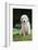 Golden Retriever Puppy-Lynn M^ Stone-Framed Photographic Print