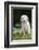 Golden Retriever Puppy-Lynn M^ Stone-Framed Photographic Print