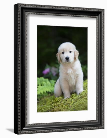 Golden Retriever Puppy-Lynn M^ Stone-Framed Photographic Print