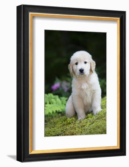 Golden Retriever Puppy-Lynn M^ Stone-Framed Photographic Print