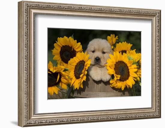 Golden Retriever Puppy-Lynn M^ Stone-Framed Photographic Print