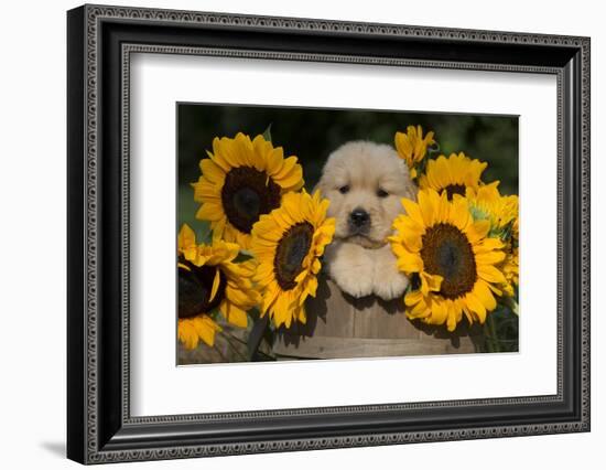 Golden Retriever Puppy-Lynn M^ Stone-Framed Photographic Print