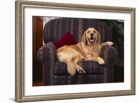 Golden Retriever Resting in Armchair-DLILLC-Framed Photographic Print