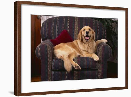 Golden Retriever Resting in Armchair-DLILLC-Framed Photographic Print