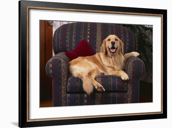 Golden Retriever Resting in Armchair-DLILLC-Framed Photographic Print