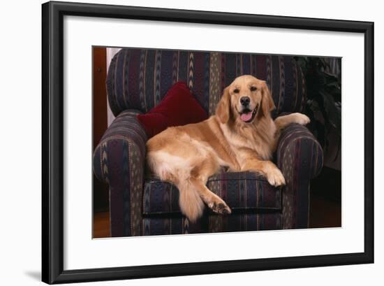 Golden Retriever Sitting in Armchair-DLILLC-Framed Photographic Print