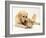 Golden Retriever Smelling Sandy Lop Rabbit-Jane Burton-Framed Photographic Print