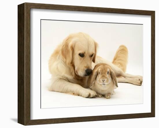 Golden Retriever Smelling Sandy Lop Rabbit-Jane Burton-Framed Photographic Print