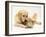 Golden Retriever Smelling Sandy Lop Rabbit-Jane Burton-Framed Photographic Print