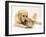 Golden Retriever Smelling Sandy Lop Rabbit-Jane Burton-Framed Photographic Print