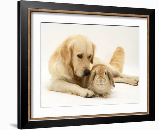 Golden Retriever Smelling Sandy Lop Rabbit-Jane Burton-Framed Photographic Print