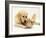 Golden Retriever Smelling Sandy Lop Rabbit-Jane Burton-Framed Photographic Print