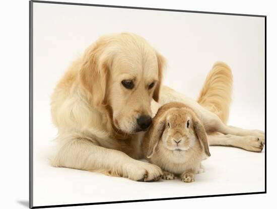 Golden Retriever Smelling Sandy Lop Rabbit-Jane Burton-Mounted Photographic Print