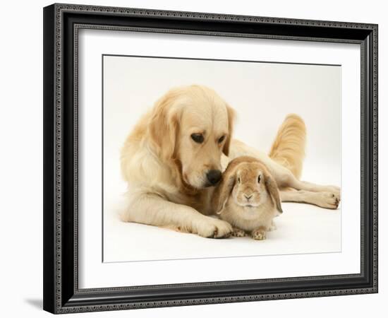 Golden Retriever Smelling Sandy Lop Rabbit-Jane Burton-Framed Photographic Print