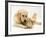 Golden Retriever Smelling Sandy Lop Rabbit-Jane Burton-Framed Photographic Print