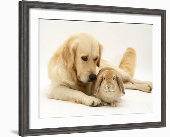 Golden Retriever Smelling Sandy Lop Rabbit-Jane Burton-Framed Photographic Print