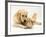 Golden Retriever Smelling Sandy Lop Rabbit-Jane Burton-Framed Photographic Print