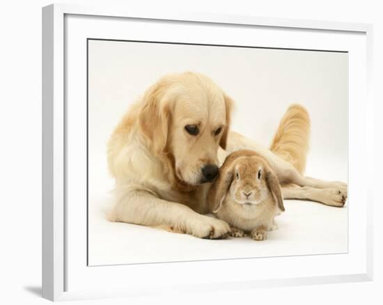 Golden Retriever Smelling Sandy Lop Rabbit-Jane Burton-Framed Photographic Print