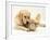 Golden Retriever Smelling Sandy Lop Rabbit-Jane Burton-Framed Photographic Print